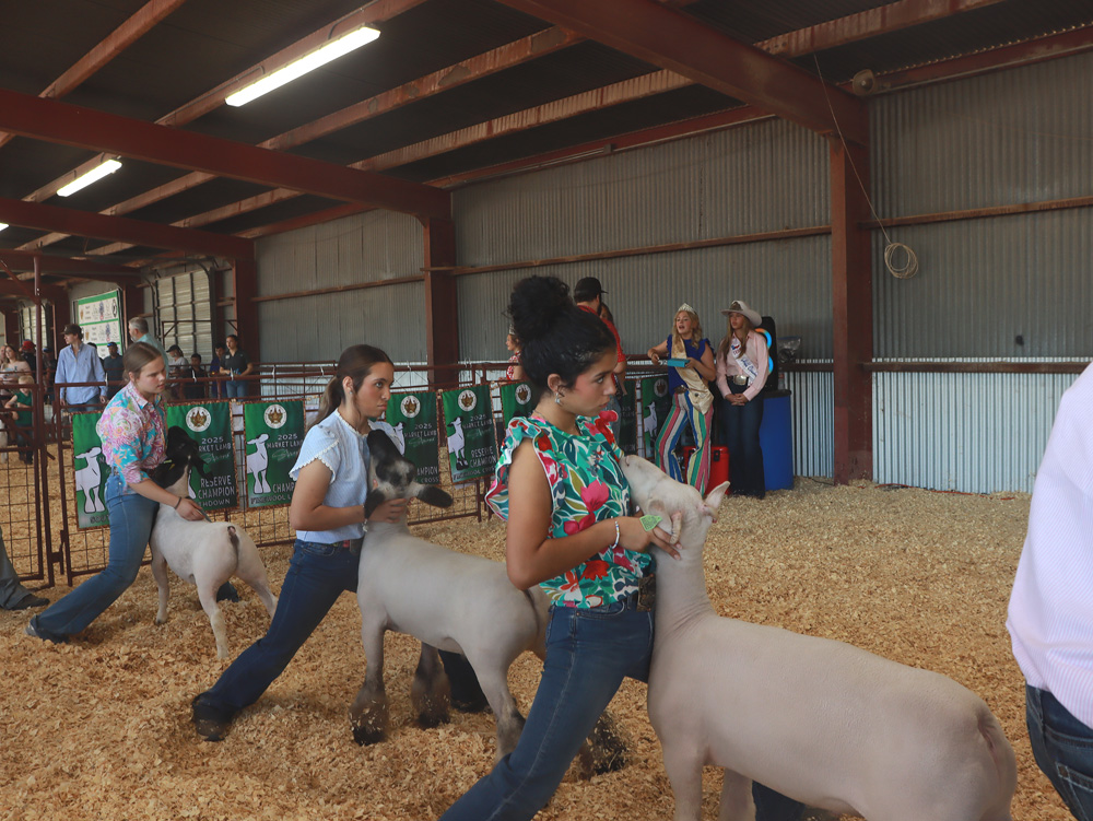 Stock Show Lambs and Goats