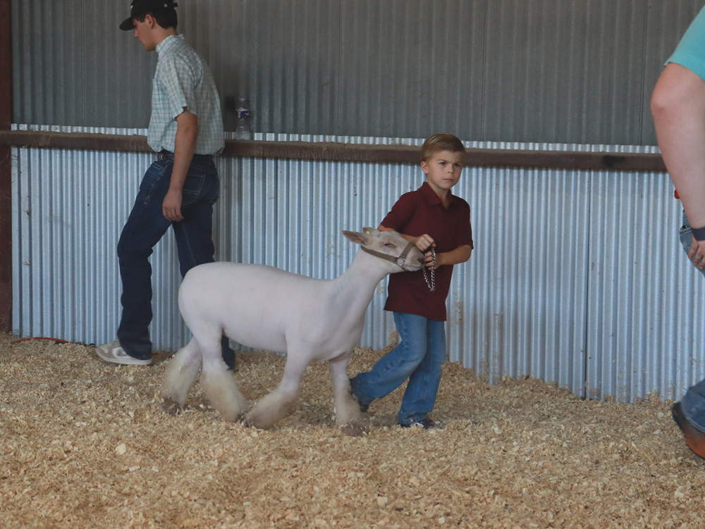 Young exhibitor preparing a lamb for the show
