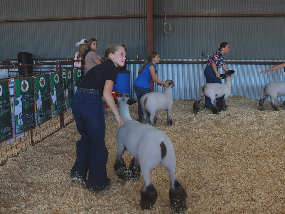 Young exhibitor presenting a goat during judging
