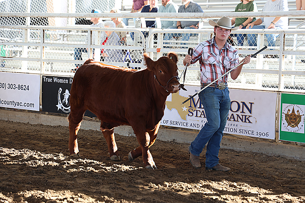 Beef cattle exhibitor at the Guadalupe County Fair