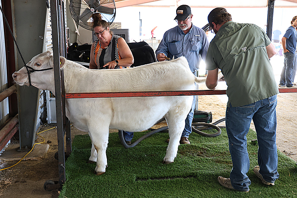 Exhibitor preparing beef cattle for the show